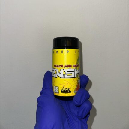 Yellow Zushi Strain